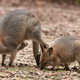 Illustration for article titled The 10 Cutest Animal Flash Mobs in the World